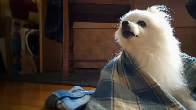 The Gabe Skin - A Gabe the Dog Skin
